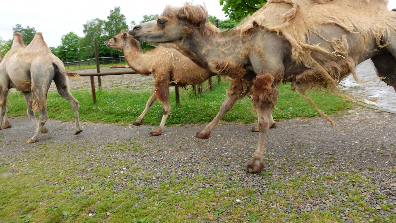 Kamele auf dem Weg zum Auslauf