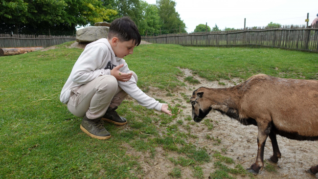 Zwergziegen zum Streicheln