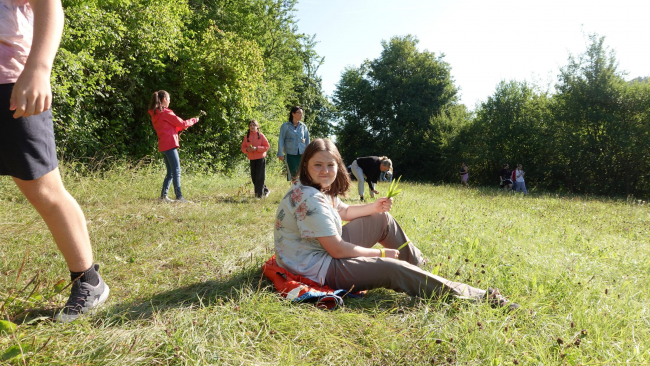 Spitzwegerich sammeln für den Kräuterdip